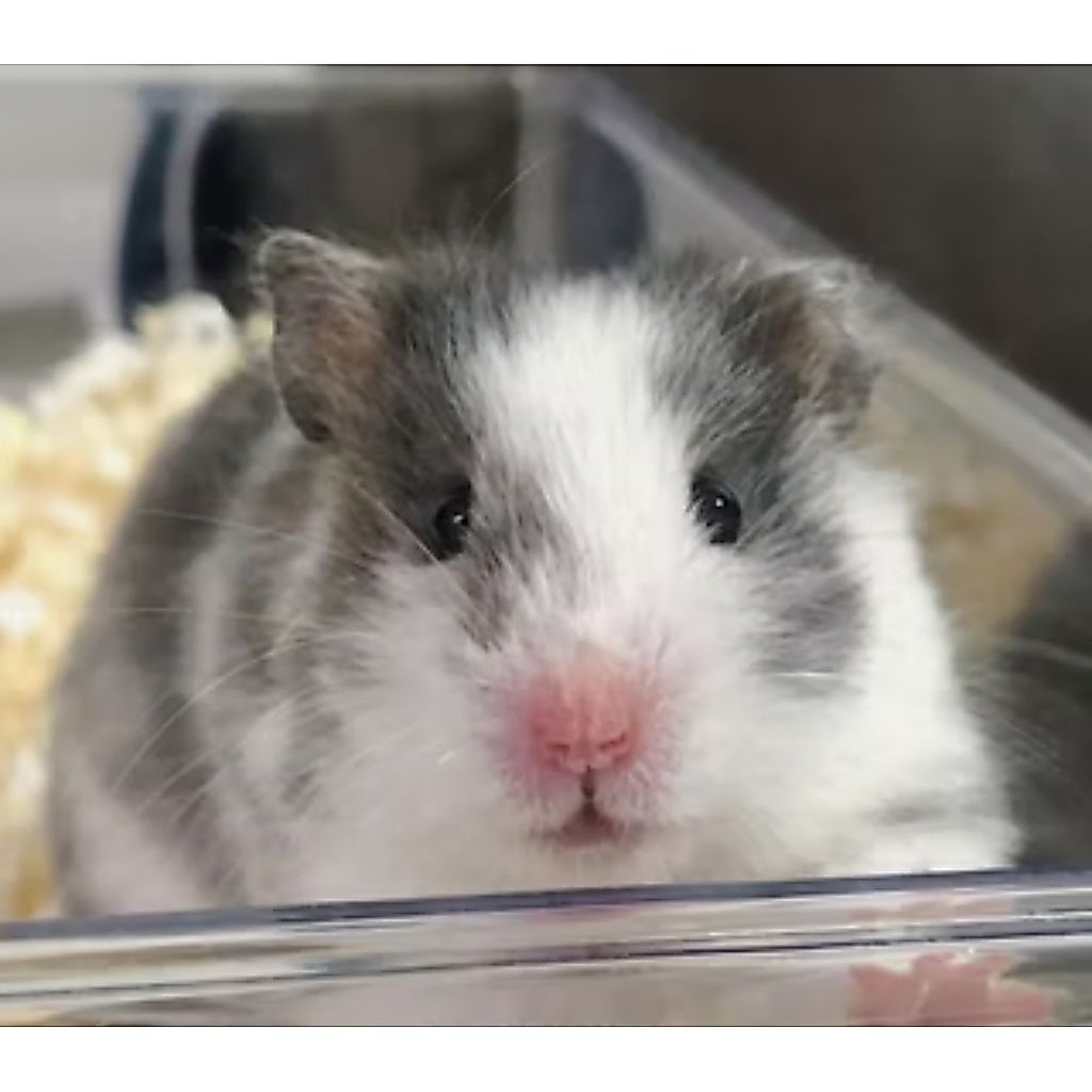 Hamster syrian panda domspot Khusus instan