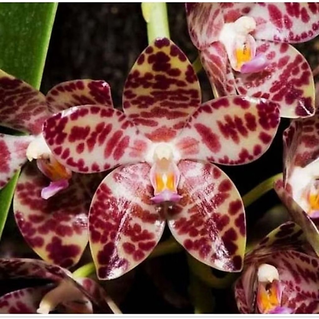 Phalaenopsis Gigantea Seed