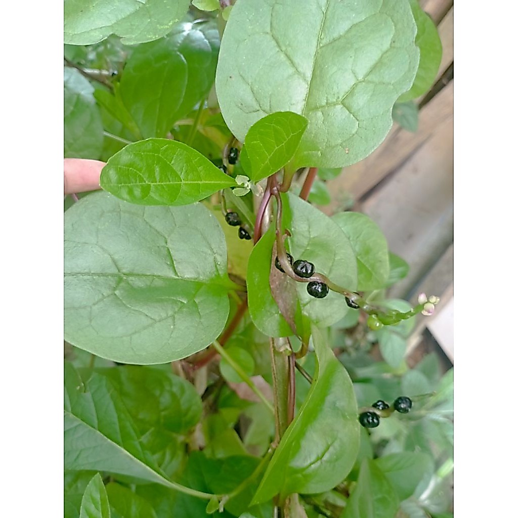 Daun binahong merah