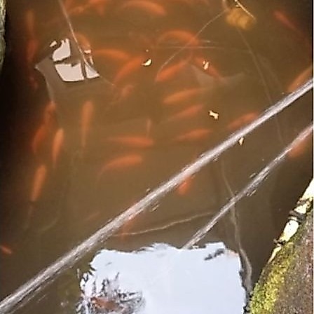 Ikan Nila Hidup