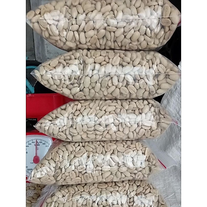 benih kopi ateng super