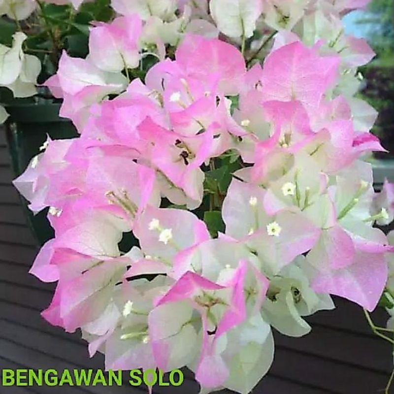 Tanaman Hias Bougenville Bengawan Solo Original Cepat Berbunga // Bougenvil Bengawan Solo Ori