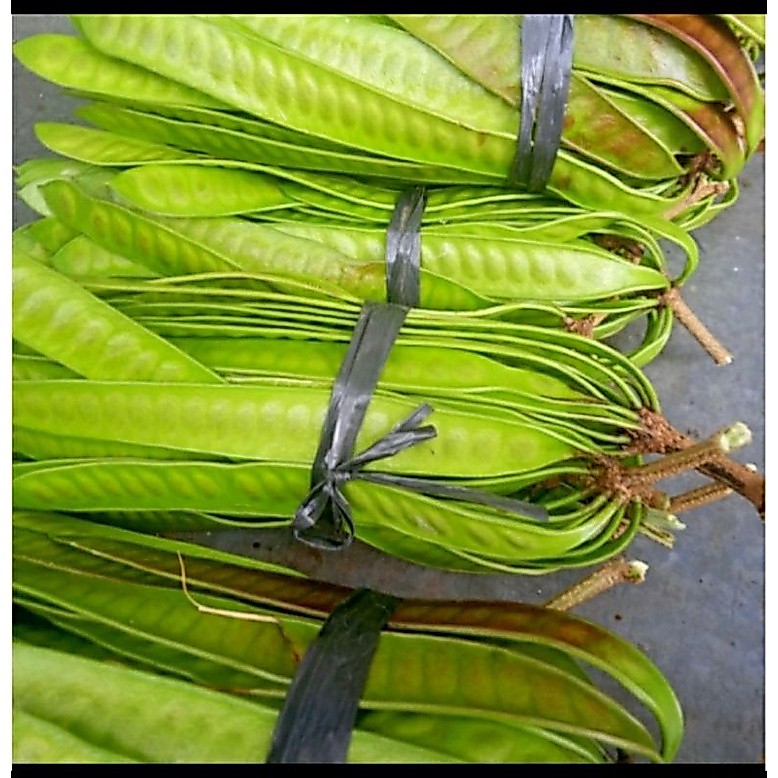 Petai/Pete Cina Lamtoro Segar