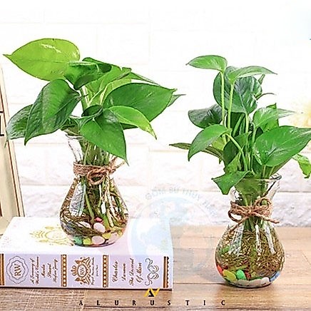 VAS BUNGA KACA BENING TALI RAMI / VAS KACA TALI RAMI / VAS KACA AESTHETIC / VASE / POT TANAMAN HIDRO