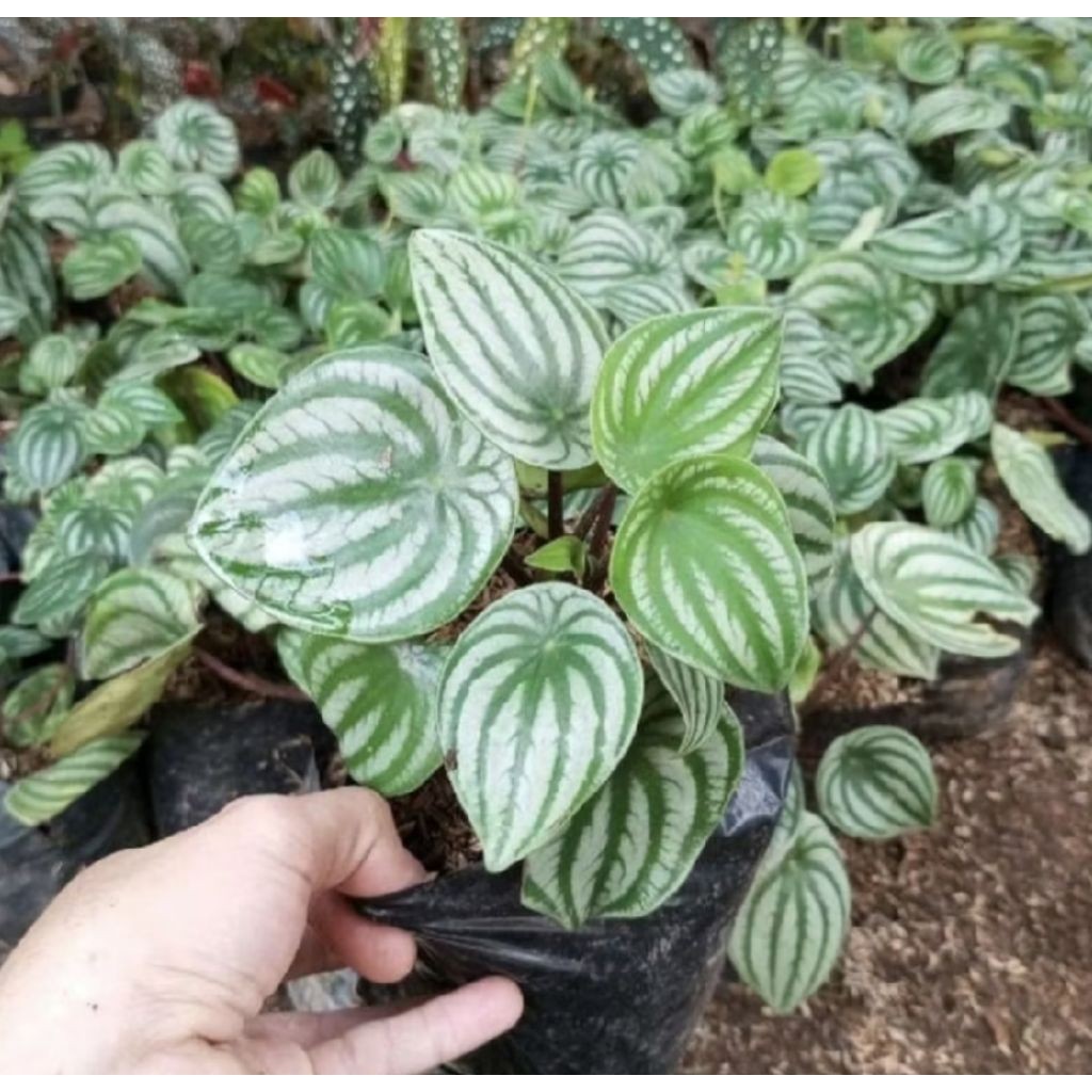 Pohon Peperomia Watermelon/ Tanaman Peperomia Watermelon/ Tanaman Hias Indoor/ Pohon Peperomia Water