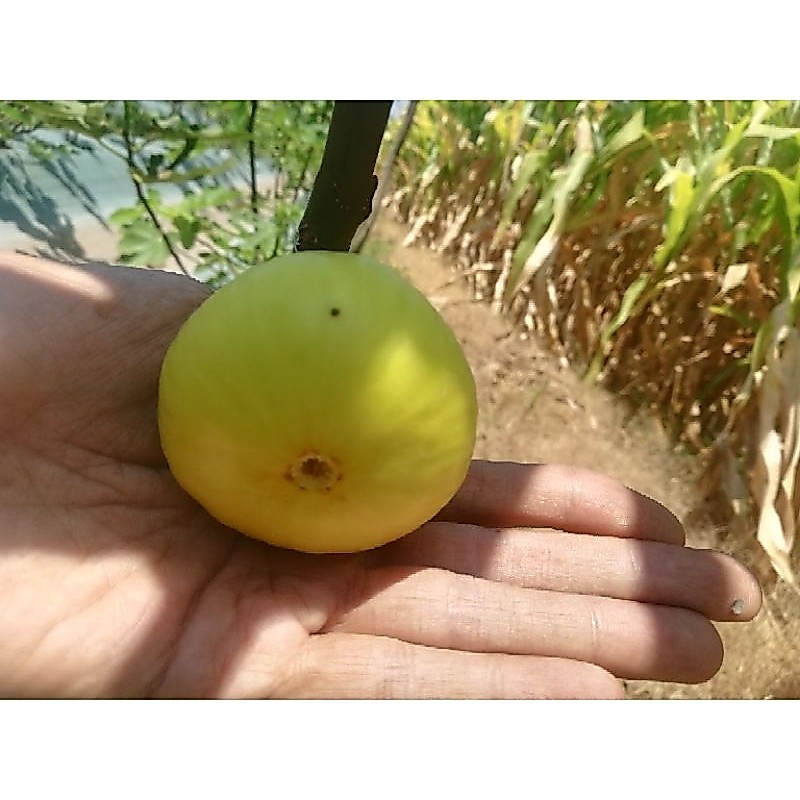 bibit cangkok buah tin sangat manis Lsu Gold