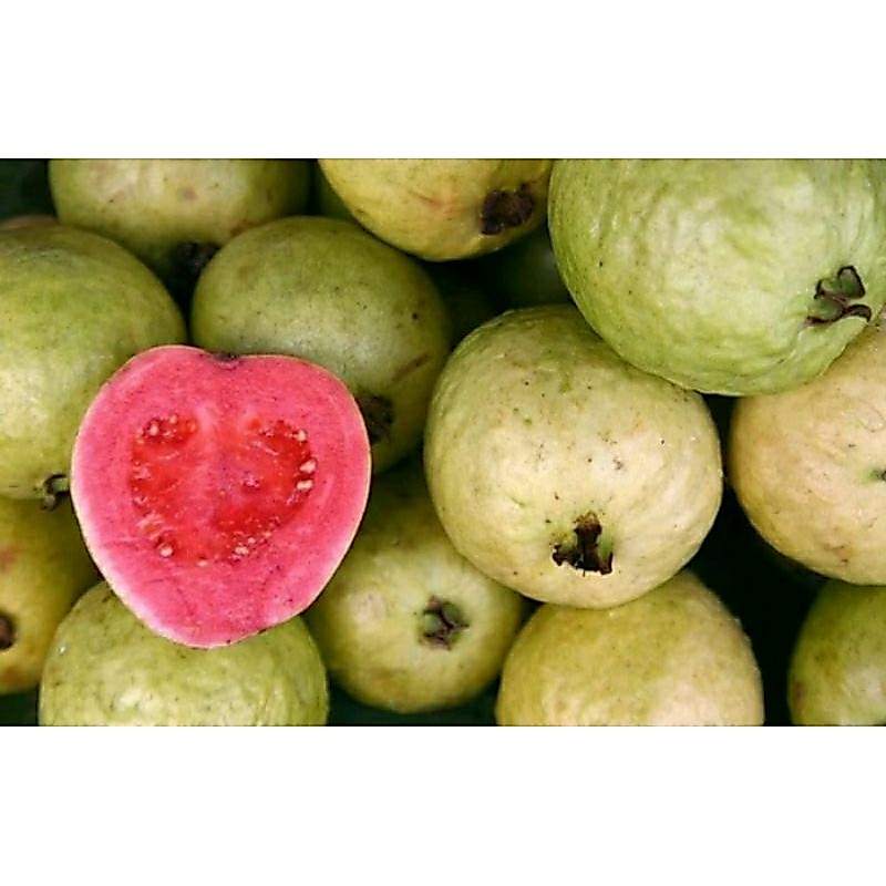 jambu merah  1 kg.          (jambu jus)