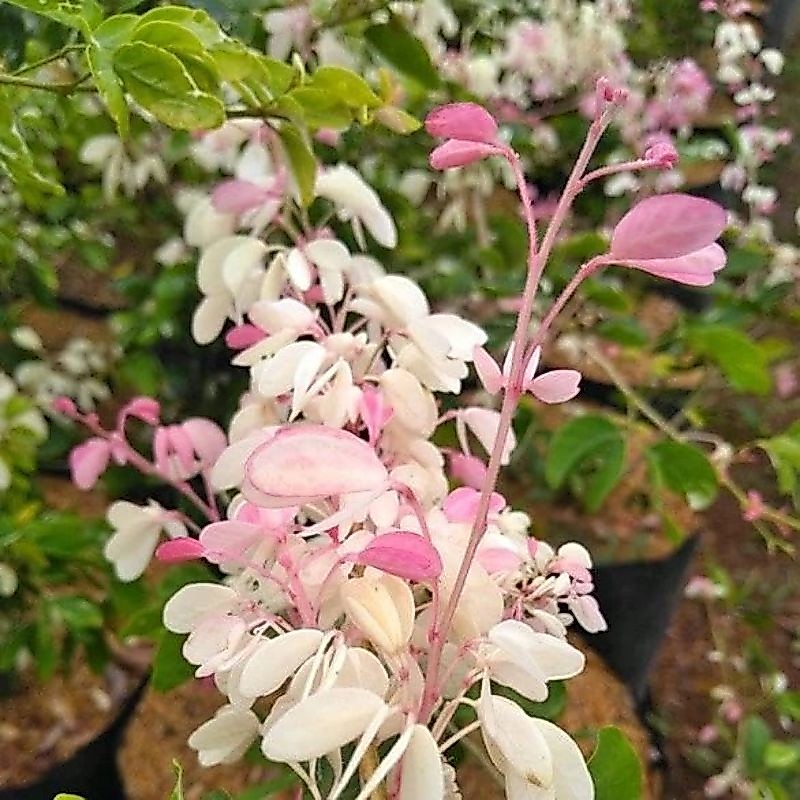 bahan bonsai tanaman hias asem Londo varigata