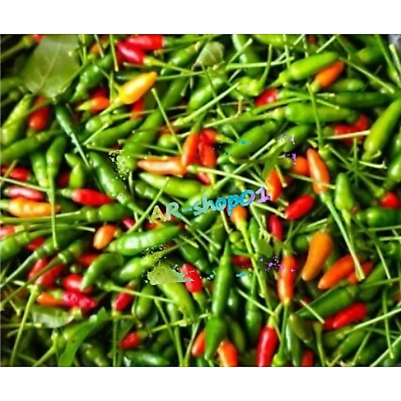 cabe rawit gunung super pedas | cabe rawit / cengek alas