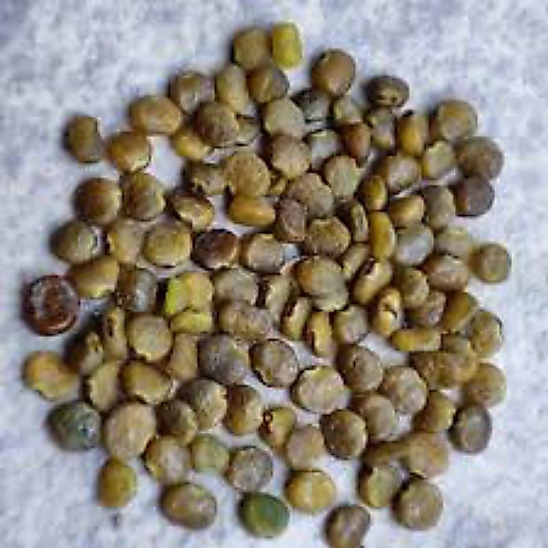 benih indigofera / Biji Indigofera 250 gram / pakan ternak