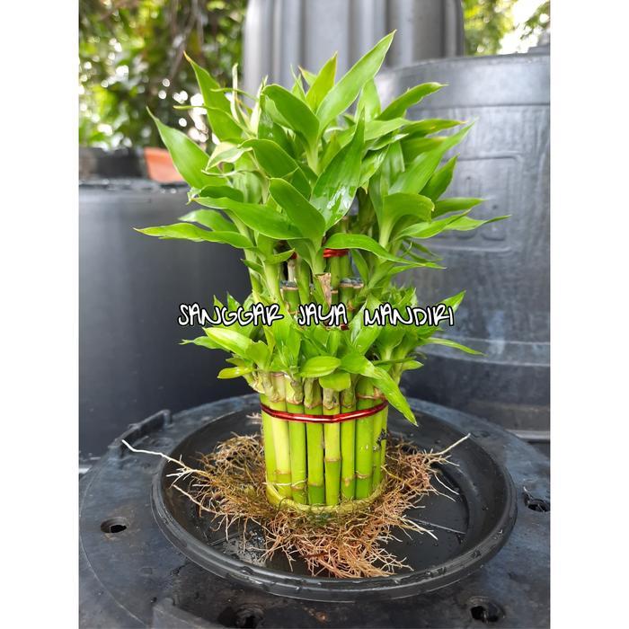 bambu hoki/rezeki tinggi 12cm