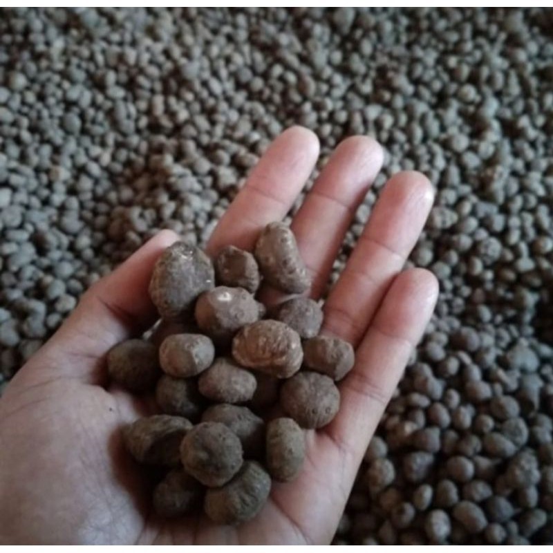 Umbi Katak Porang Herbal 200g #Ahmadhandika08