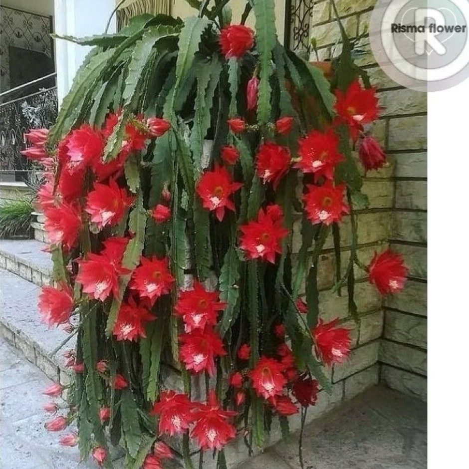 Tanaman hias Wijaya Kusuma Bangkok merah / Wijaya Kusuma besar bunga merah