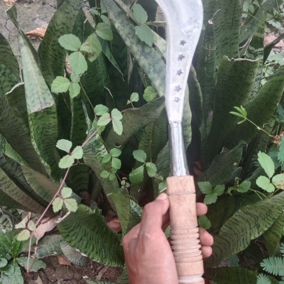 sabit ranting rumput asli baja pir 100persen