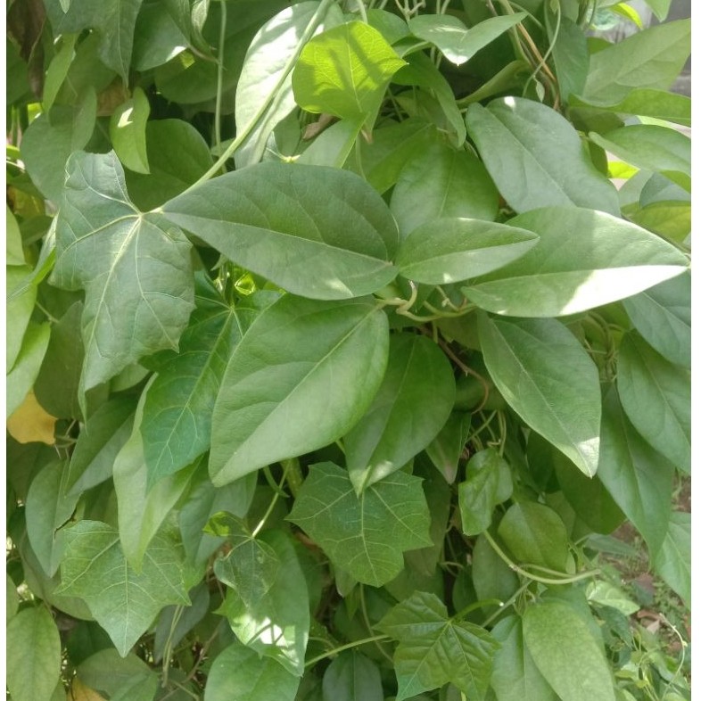 Daun Cincau Cina Rambat Jelly Segar