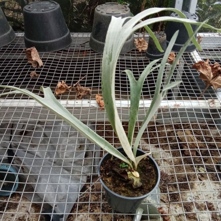 platycerium blue vetchii