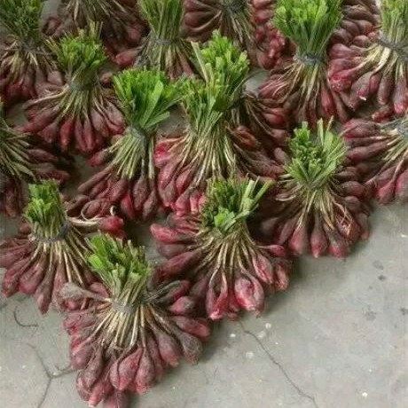 bawang dayak 1 kg