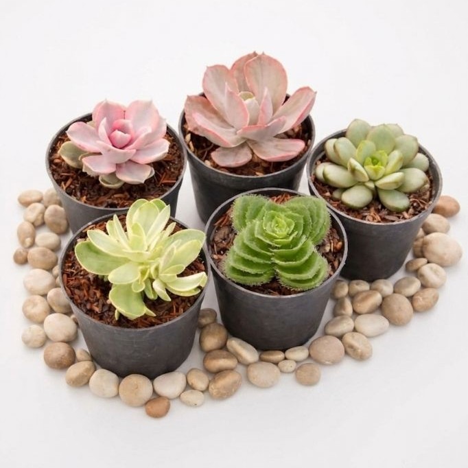 Sukulen Mini Pot Kecil 8/10 cm Tanaman Hias Indoor Estetik Viral