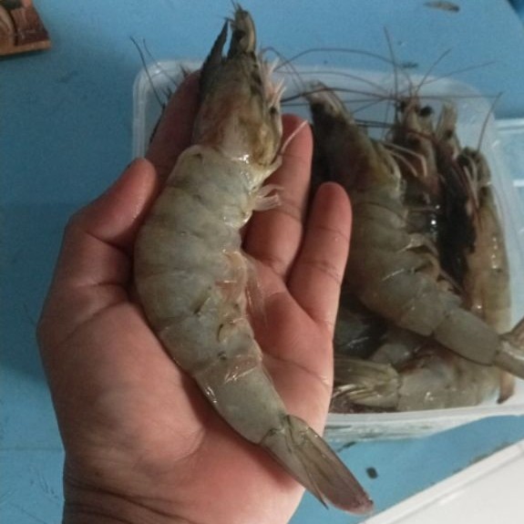 Udang Vaname Super Jumbo