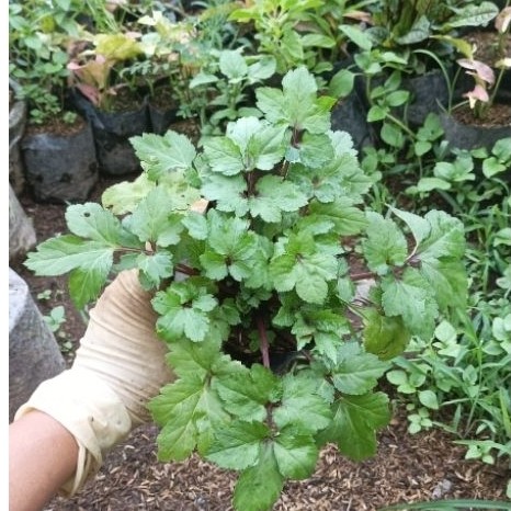 tanaman pohon purwaceng herbal