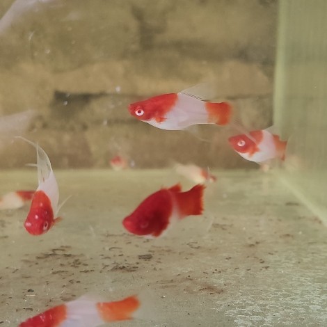 Kohaku swordtail warna cerah