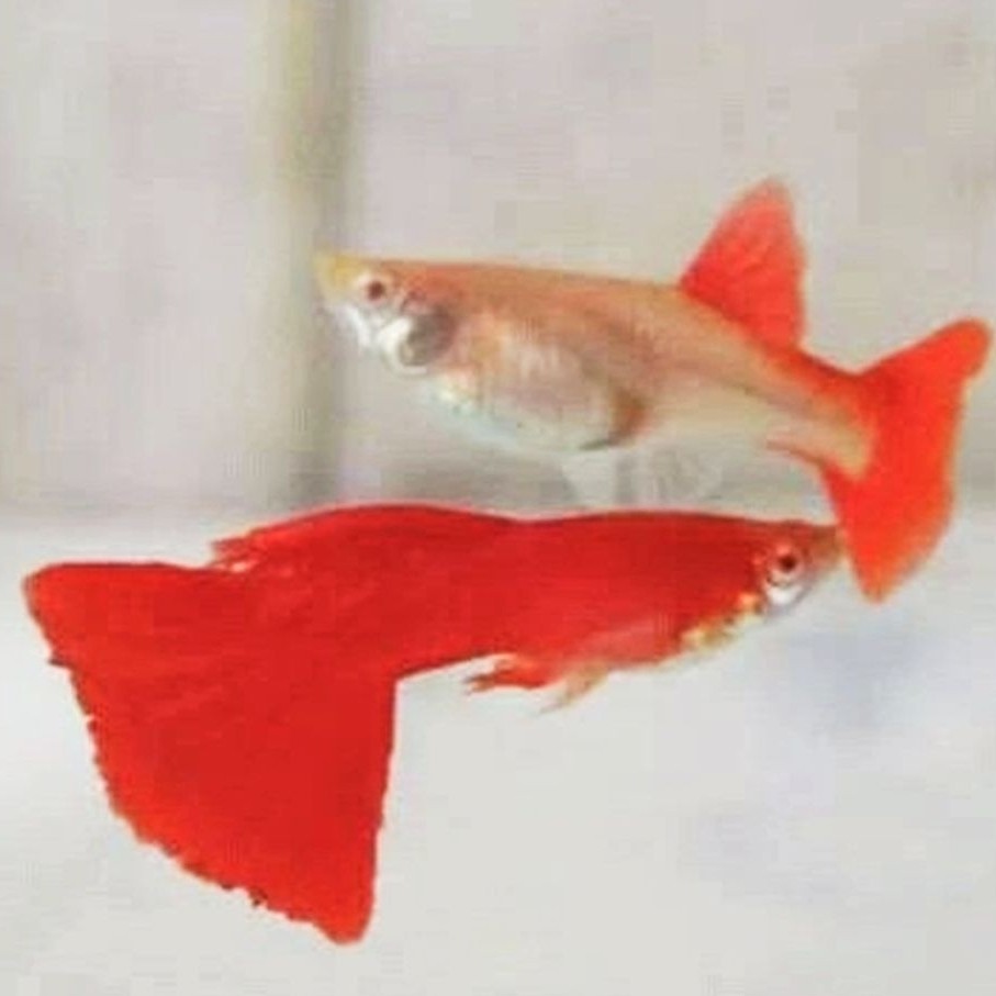 Guppy AFR