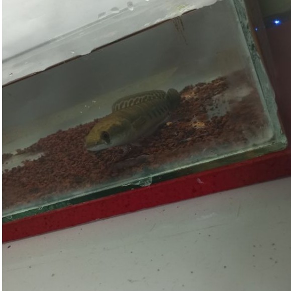 Ikan Channa Maru YS Batik Grade A