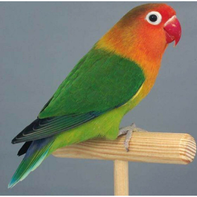Lovebird josan satuan Jantan&betina