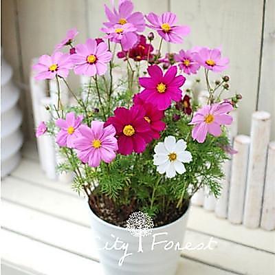1 Biji Benih Bunga Tanaman Bunga Hias Kenikir Cosmos Dwarf Mix Bunga Warna Warni