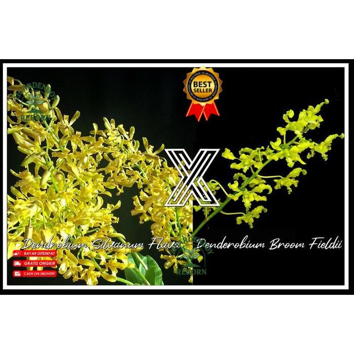 (BISA COD) Anggrek Dendrobium Sylvanum Flava x Discolor Bromfieldii Remaja