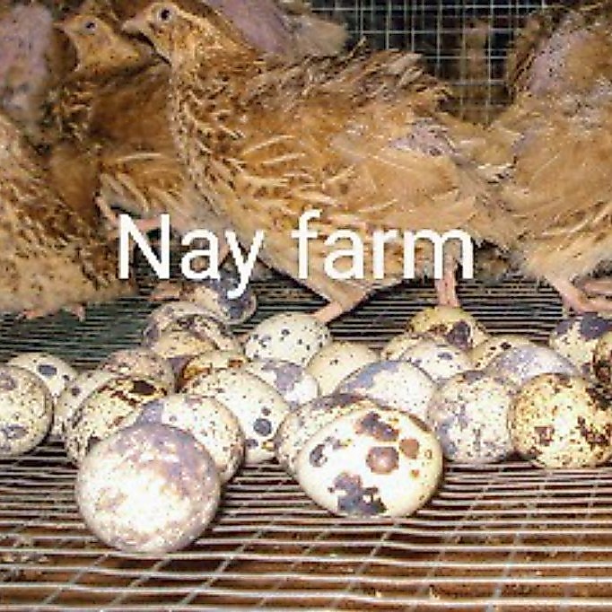 Telur Tetas Puyuh GPS Coklat Nay Farm | Telur Puyuh Fertil | Bibit Unggul