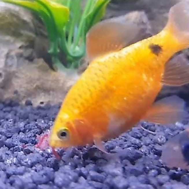 (ikan Barbir) ikan hias aquarium aquascap air tawar prekor