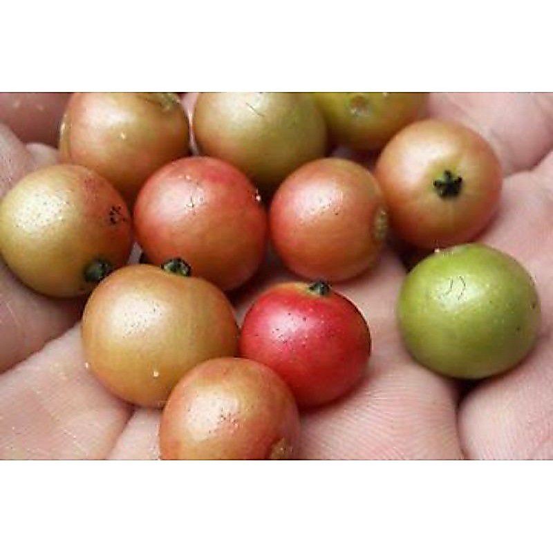 Buah ceri buah karsen buah talok segar