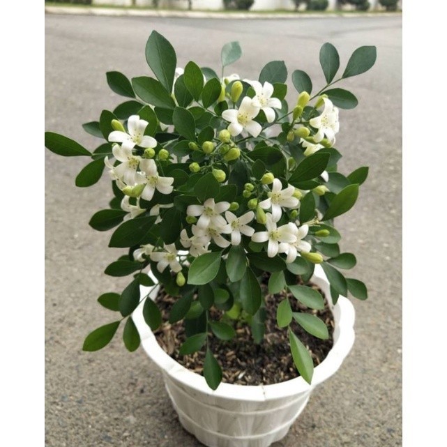 TANAMAN FULL MEDIA Tanaman Hias Bunga Kemuning Jepang - tanaman hidup - tanaman wangi - bahan bonsai