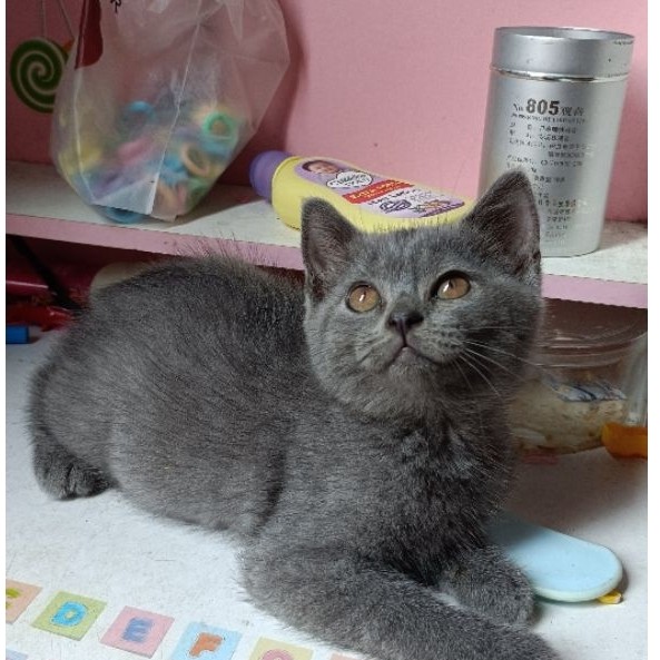 kucing BSH British shorts hair umur 2.5 bulan jantan