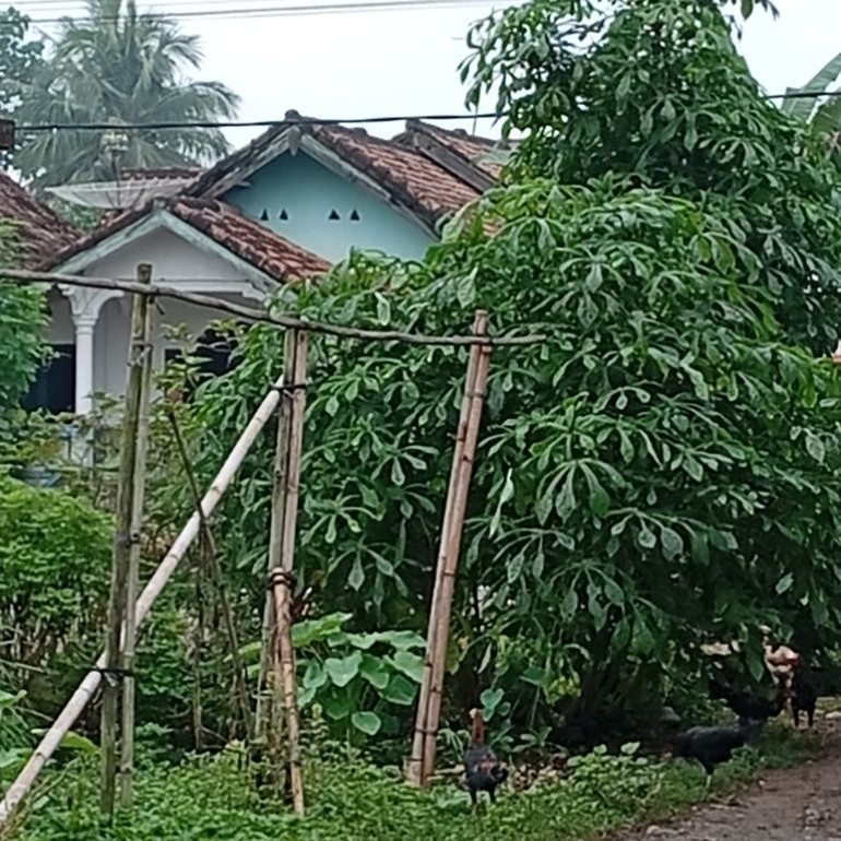 Bibit telo papua/ singkong papua