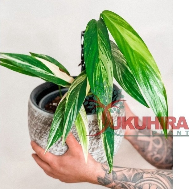 Epipremnum Amplissimum varigata / philodendron amplisimum variegata