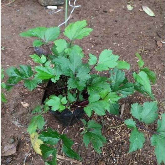 Bibit tanaman herbal daun purwaceng