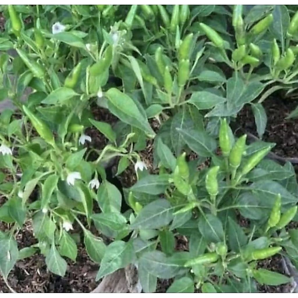 Pohon Cabai Rawit Setan / Cabai Rawit Gorengan Bibit Tanaman Pohon Cabai