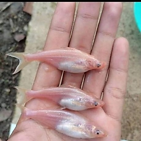 Bibit Ikan Patin Albino