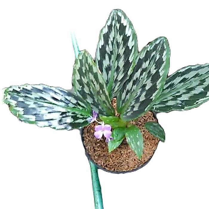tanamanhias calathea merak - tanaman calathea - calathea merak Daun