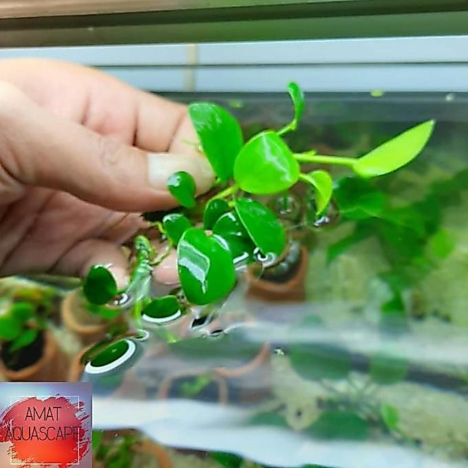 Afterday- Anubias Nana Mini Aquascape