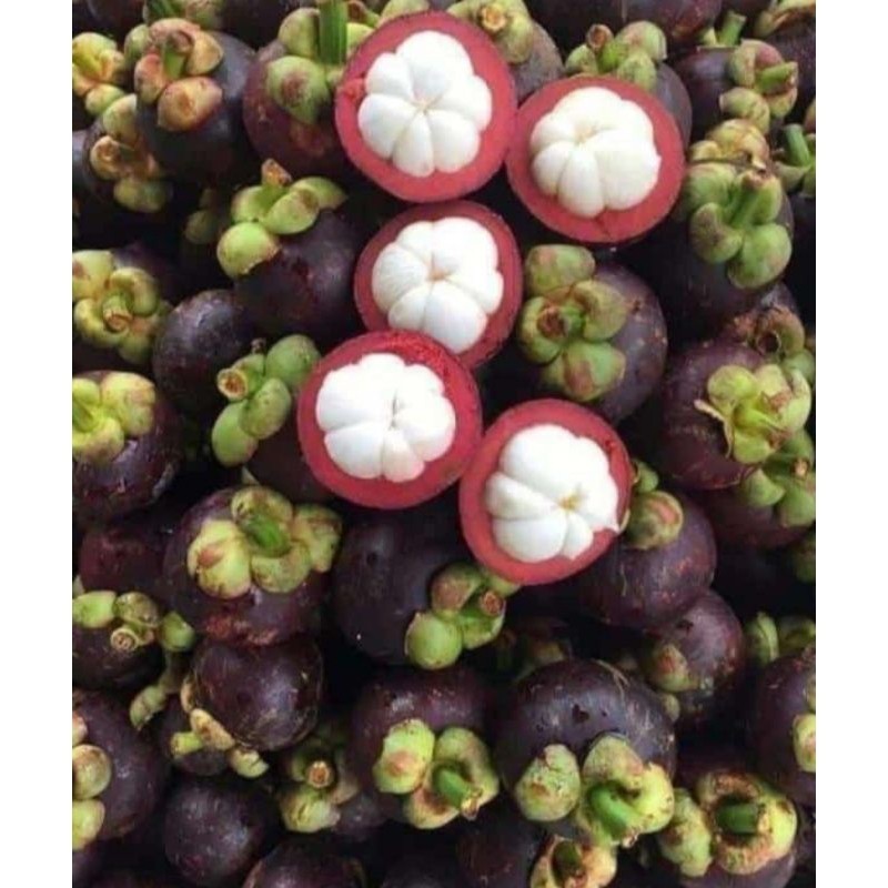 BUAH MANGGIS 1KG