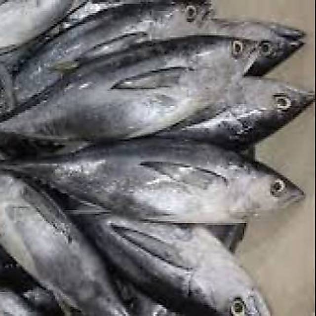 Ikan Tongkol Sisik 1 kg
