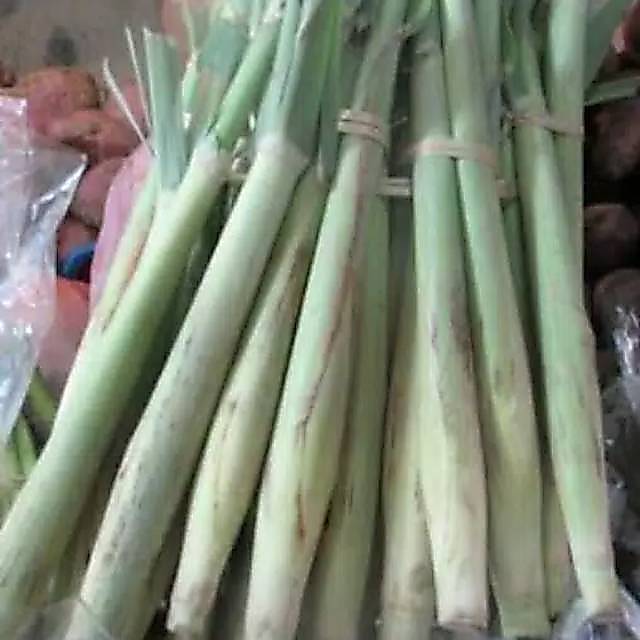 Turubuk terubuk telur tebu  1 ikat tebu endong sayuran telor tebu