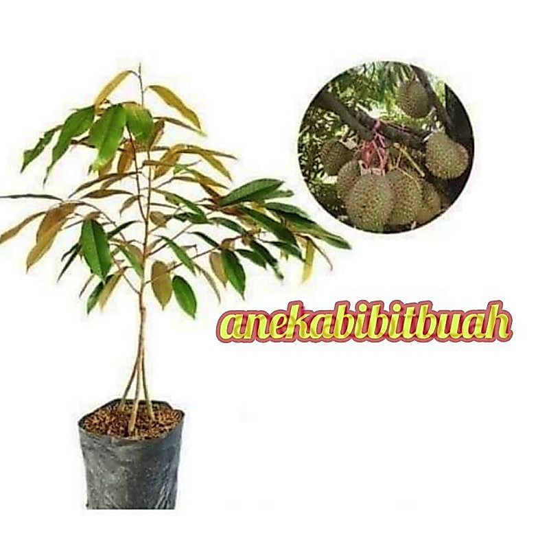 BIBIT DURIAN BAWOR KAKI 3 SUPER
