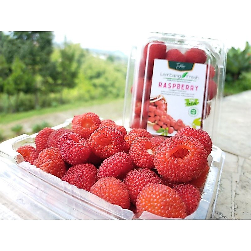 Buah Segar Raspberry | Rasberi | Red Berries Fresh langsung petik