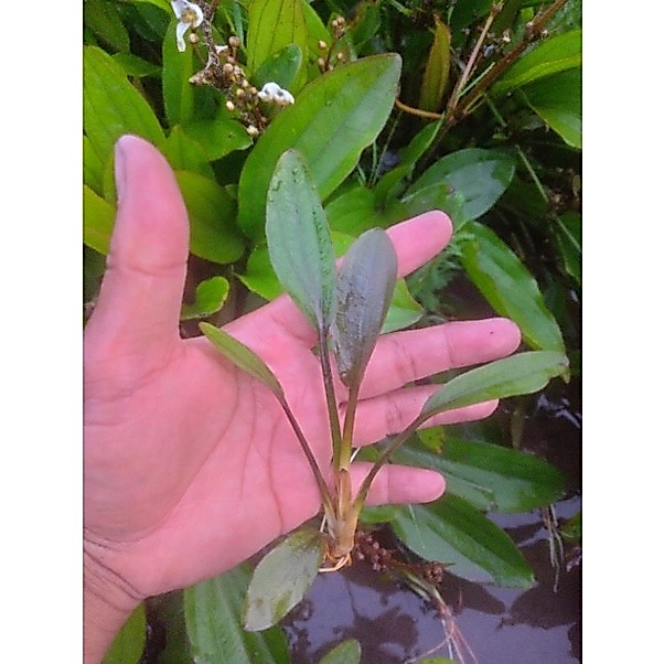 Echinodorus Chameleon
