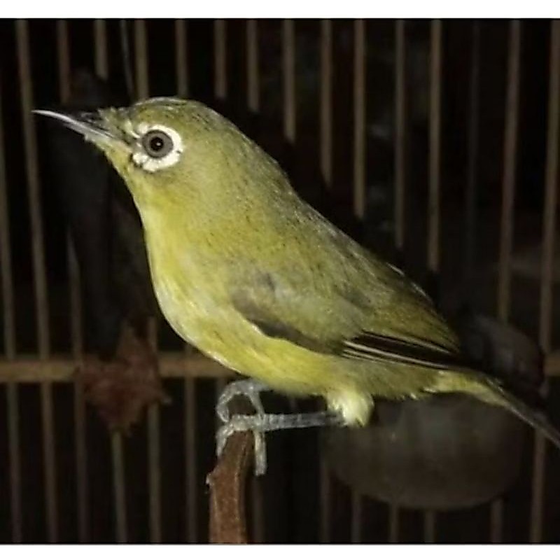 PLECI DAKUN BALI ISTIMEWA JANTAN VOER