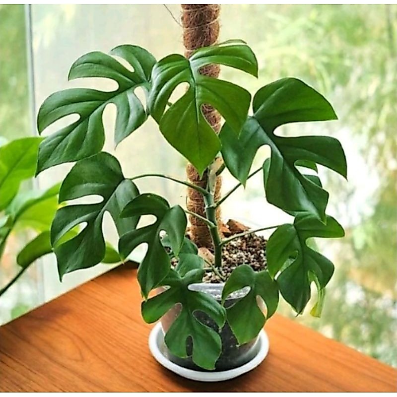 Tanaman Hias Monstera Raphidopora Pertusa / Tanaman Raphidopora Pertusa
